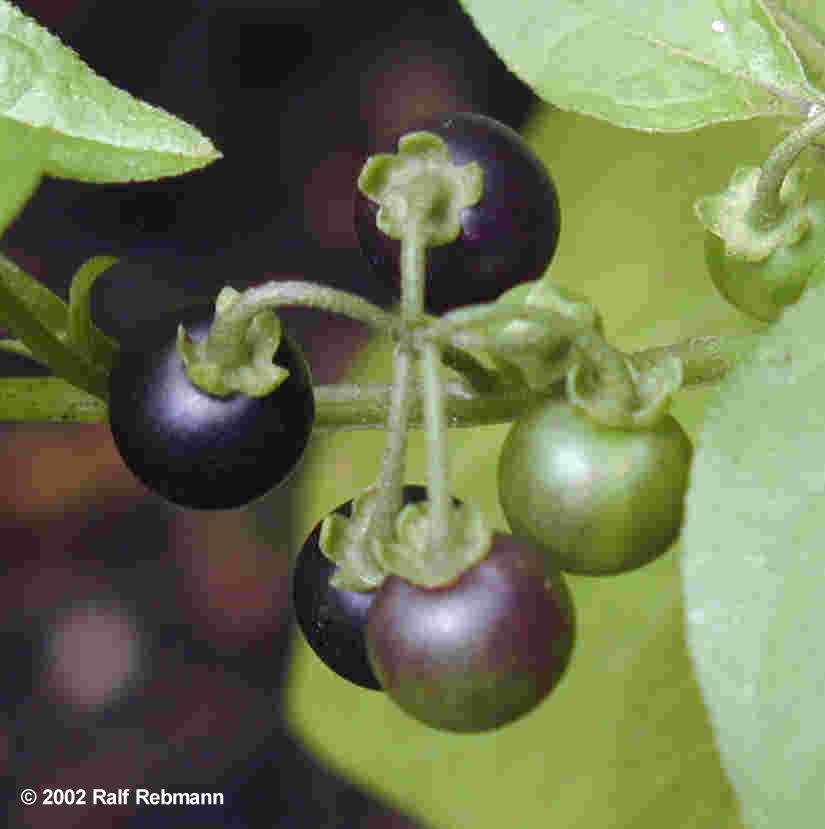 Solanum nigrum Bild03